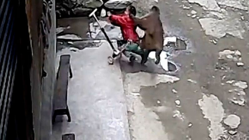 Tříletou holčičku v Číně napadla divoká opice a vláčela ji po ulici